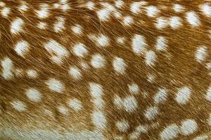 White-Tailed Deer texture