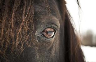 Horse left eye photo