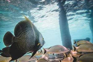 Angel Fish Closeup and Grunts in Background into Caribbean Sea photo
