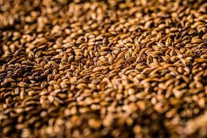 Beer Barley Malted Grains Macro Texture photo