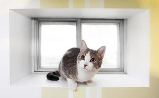 Cat in the window photo