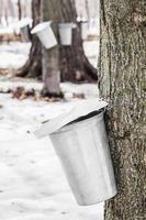 Forest of Maple Sap buckets on trees photo