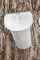 Maple Sap buckets on trees in spring photo