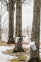 Bosque de cubos de savia de arce en árboles