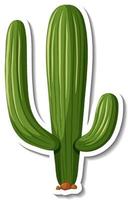 Planta de cactus saguaro sobre fondo blanco. vector