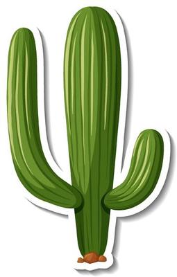 Saguaro cactus plant on white background