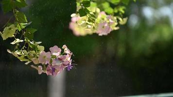 lindas buganvílias rosa com abelhas que sugam o néctar das flores pela manhã ao sol video