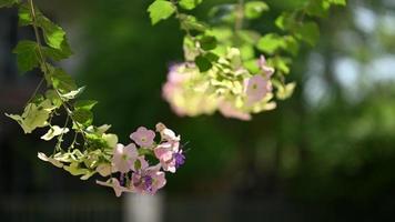 schöne rosa Bougainvillea mit Bienen, die morgens bei heller Sonne Nektar aus Blumen saugen video