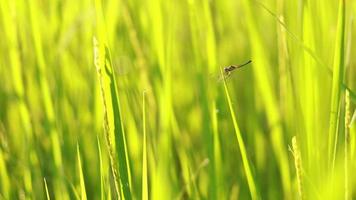 Dragonfly perched on the green rice plant video