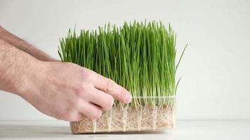 Hand touches sprouted green grass in a transparent plastic container video