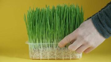 Las manos ponen la hierba verde brotada en un recipiente de plástico transparente. video