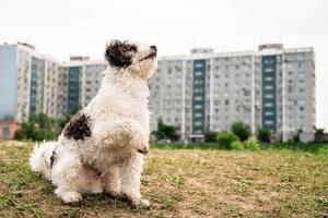 Perro Bichon Frise sentado sobre la hierba verde dando una pata a su dueño fuera foto