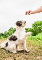 Bichon Frise dog sitting on green grass giving a paw to her owner outside