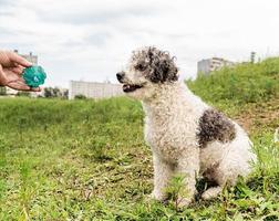 Bichon frise mixed breed dog looking at the ball in the park in summer day photo