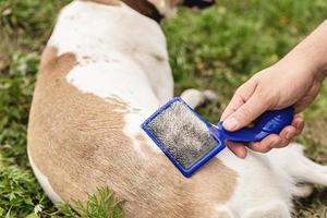 Man hand brushing a mixed breed dog outside in the park photo