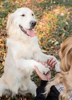 blond woman holding paws of her golden retriever dog in the park photo