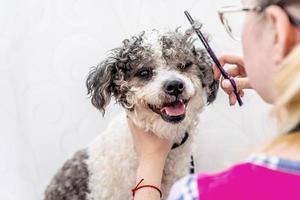 Lindo perro bichon frise blanco y negro siendo arreglado por un peluquero profesional foto