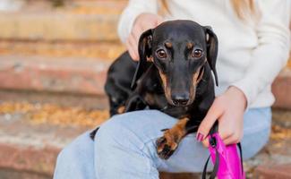 dachshund dog laying on the knees of her owner outdoors photo