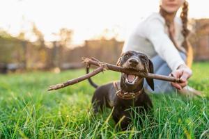 Gracioso perro salchicha jugando con su dueño en la hierba foto