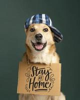 lindo perro con sombrero sosteniendo pancarta foto