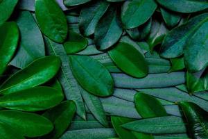 Creative flat lay out  dark green leafs for background and wallpaper. photo