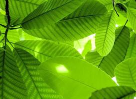 hojas verdes hermosas creativas con la luz del sol en la rama en el jardín y la selva tropical.