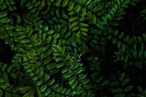 Pequeñas hojas verdes oscuras naturales creativas sobre fondo negro que pueden hacer frescura en el follaje de la selva tropical y lluviosa. foto