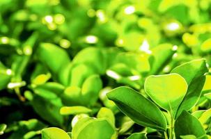 hermosa hoja verde con luz del sol en el jardín en verano contra la luz del sol.Hoja verde botánica natural para fondo decorativo y papel tapiz. foto