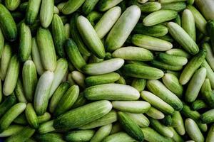 Heap of fresh green cucumber at agriculture farm.Cucumber is vegetable for antioxidant and dietary food. photo