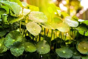 hermosa hoja asiatica verde con la luz del sol y gotas de agua. La hoja asiática es un vegetal para una alimentación saludable y una hierba para el tratamiento del cáncer. foto