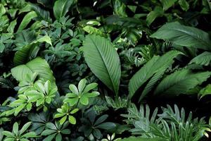 Hermosas muchas hojas de botánica verde sobre fondo oscuro papel tapiz que puede hacer un concepto de frescura. foto