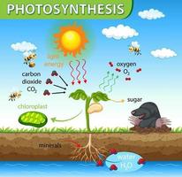 Diagram showing process of photosynthesis in plant vector