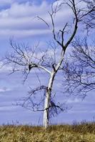 árbol desnudo en el campo foto