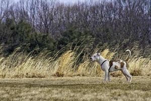 perro blanco cerca de la hierba de trigo foto