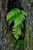 Ferns in tree photo