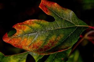 Red leaf with green photo