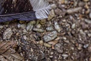 Black and white feather on ground photo