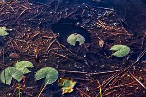 Lillies in water photo