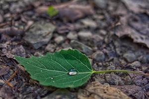 Leaf with Raindrop photo
