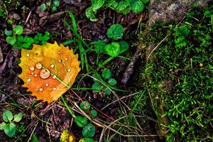 Orange leaf with raindrops