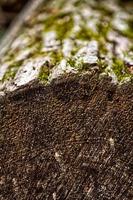 Texture of log close photo