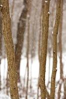 árboles delgados en la nieve foto