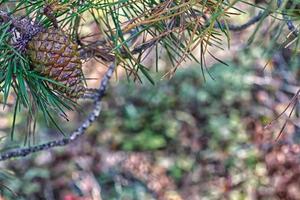 Pine Cone on tree photo