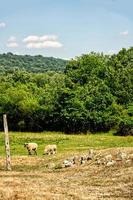 Lambs in field photo