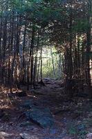 Darkened forest trail photo