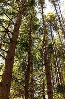 Tall tree tops photo