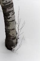 Birch in snow photo