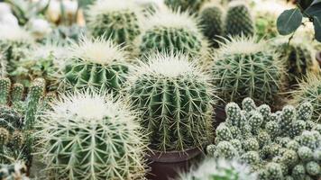 Cerrar afiladas plantas de cactus espinosos foto