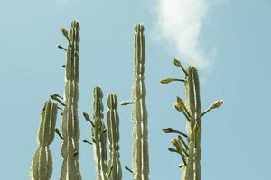 un árbol de cactus foto