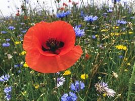 The red poppy. Close-up photo